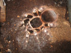 Acanthoscurria geniculata Acanthoscurria geniculata