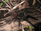 Brachypelma vagans Brachypelma vagans