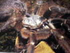 Ceratogyrus bechuanicus Ceratogyrus bechuanicus