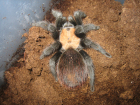 Brachypelma ruhnaui Brachypelma ruhnaui
