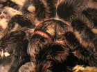 Brachypelma albopilosum Brachypelma albopilosum