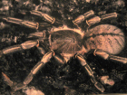 Haplopelma albostriatum Haplopelma albostriatum