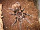 Rphebopus murinus Rphebopus murinus