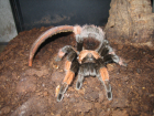 Brachypelma emilia Brachypelma emilia