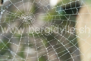 Spinnennetz