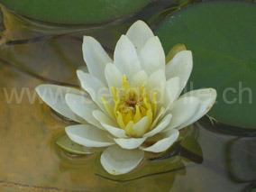 Seerose