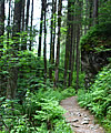 Baumbestattung