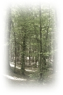 Friedwald1