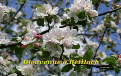 bettlach-02.jpg