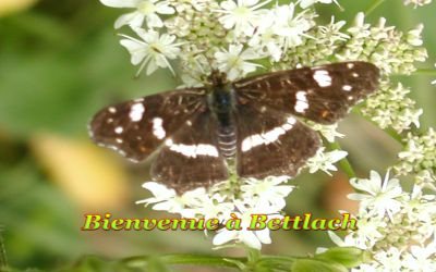 bettlach-11.jpg