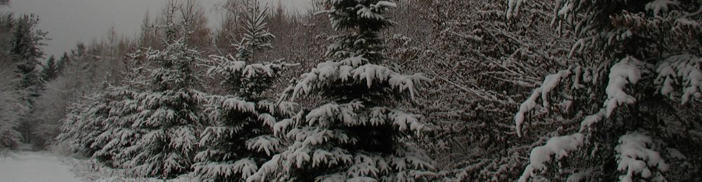 Bettlach-Linsdorf forêt sous la neige