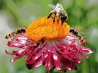 bienen-2.jpg
