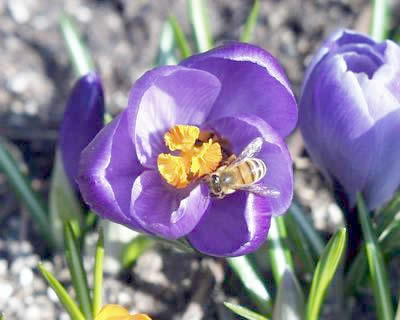 Bienen Roth Bienenzauber