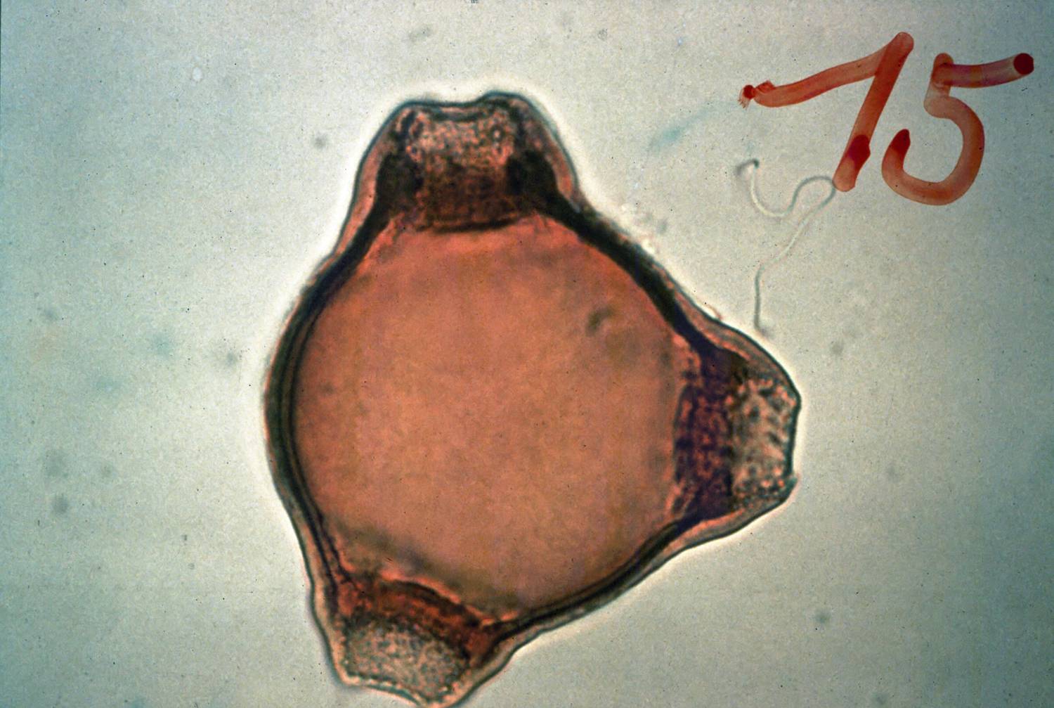Getreidepollen