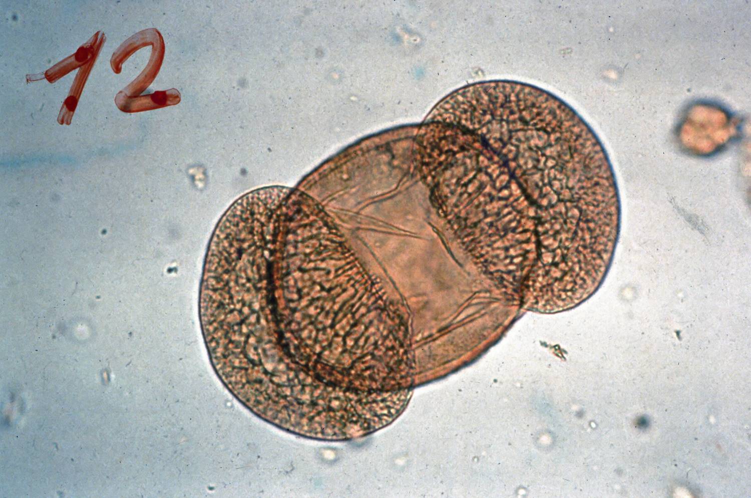 Tannenpollen