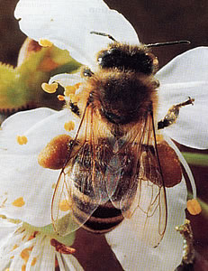 Biene mit Pollenhöschen
