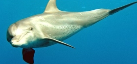 Delfin-Safaris mit Blaue Tr&auml;ume