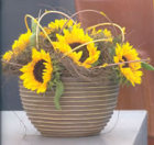 sonnenblumen.jpg
