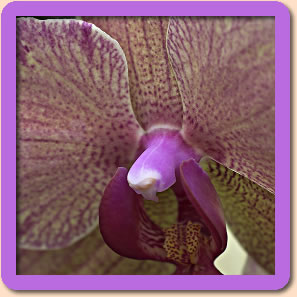 Intro Blume2