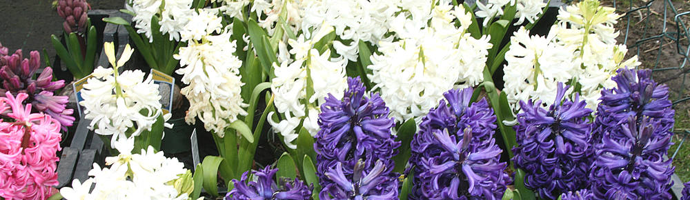 IMG_4987_1000x291.jpg