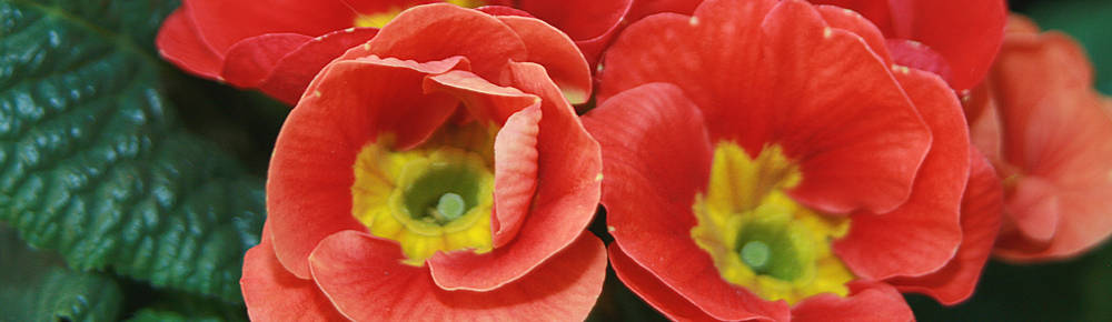 IMG_4959_1000x291.jpg
