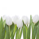 Blumenpflege und Blumen Bedeutung, Blumen Tipps und Geschenkideen von der Blumen-Fee, dem Blumengesch&auml;ft in Z&uuml;rich Albisrieden