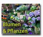 Blumenladen Zürich Albisrieden