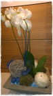 Orchidee_Fr.200bis250.00 Orchidee_Fr.200bis250.00