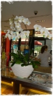 Orchidee_Fr.250bis300.00 Orchidee_Fr.250bis300.00