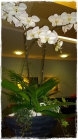 Orchidee_Fr.150bis200.00 Orchidee_Fr.150bis200.00
