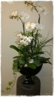 Orchidee_Fr.250bis300.00 Orchidee_Fr.250bis300.00