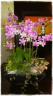 Orchidee_Fr.200bis250.00 Orchidee_Fr.200bis250.00