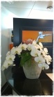 Orchidee_Fr.70bis100.00 Orchidee_Fr.70bis100.00