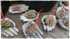 Sukkulenten_Fr.25bis35.00 Sukkulenten_Fr.25bis35.00