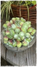 Sukkulenten_Fr.25bis35.00 Sukkulenten_Fr.25bis35.00