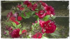 Kranz_Fr.550bis600.00 Kranz_Fr.550bis600.00