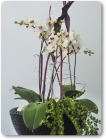 Orchidee_Fr.100bis150.00 Orchidee_Fr.100bis150.00