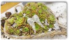 Sukkulenten_Fr.40bis55.00 Sukkulenten_Fr.40bis55.00