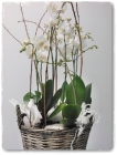 Orchidee_Fr.150bis180.00 Orchidee_Fr.150bis180.00