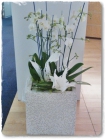 Orchidee_Fr.250bis300.00 Orchidee_Fr.250bis300.00