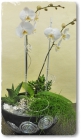 Orchidee_Fr.200bis250.00 Orchidee_Fr.200bis250.00