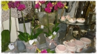 Orchidee_Fr.64.00 Orchidee_Fr.64.00