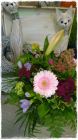 Strauss_Fr. 30.00bisFr.35.00 Strauss_Fr. 30.00bisFr.35.00