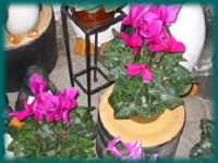 Cyclamen
