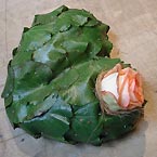 p�nter. blumen. garten. - Blumen