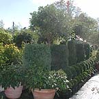 p�nter. blumen. garten. - Pflanzen
