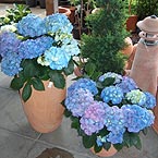 p�nter. blumen. garten. - Pflanzen