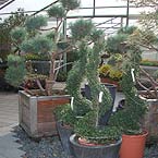 p�nter. blumen. garten. - Pflanzen