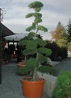 p�nter. blumen. garten. - Gartenbonsai