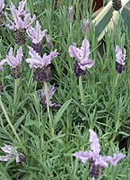 p�nter. blumen. garten. - Pflanzen